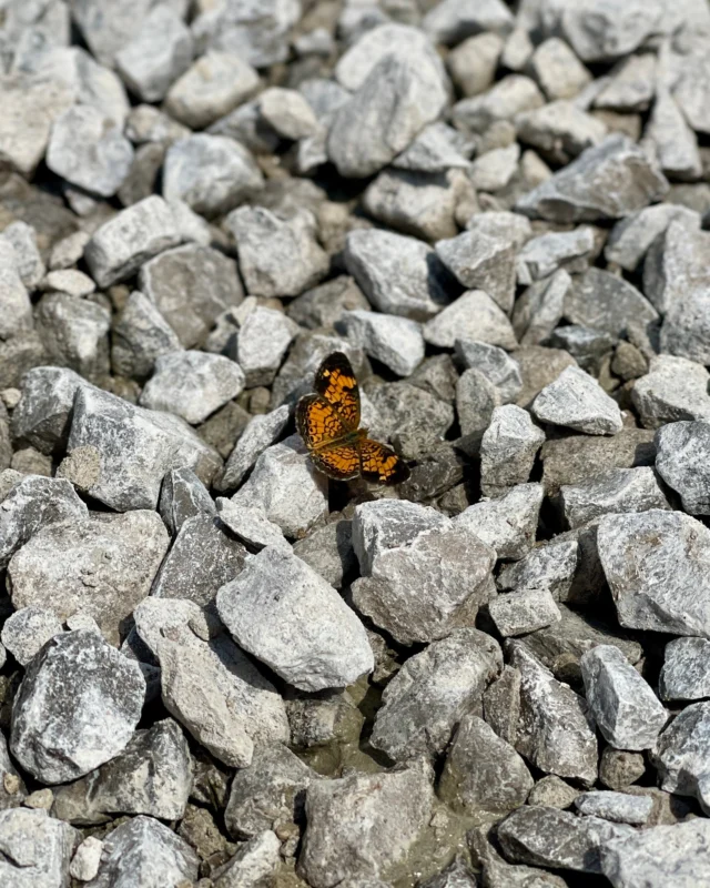 From gravel to gorgeous — proof that our products attract the best.

#millikencorp #themillikencorporation #butterfly